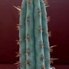 echinopsis_pachanoi